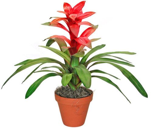 Комнатные цветы и растения