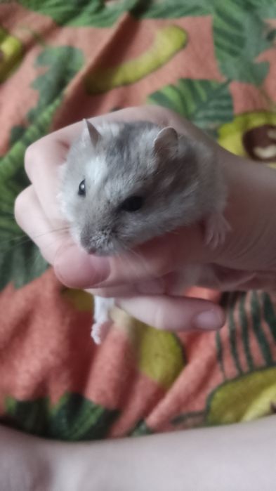 Отдам хомяка даром