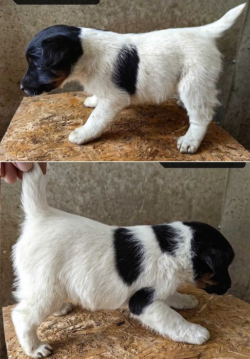 Catel Fox Terrier, rasa pura, foarte inteligent
