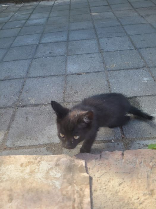 Ордам котяты бесплатно