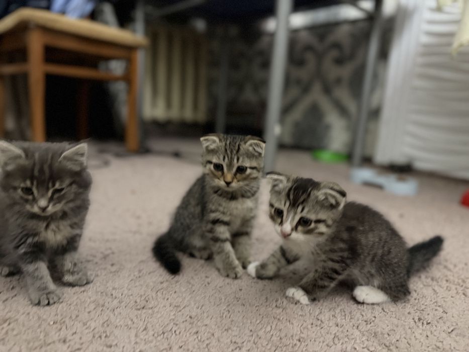 Navoiy shahrida scottish fold mushuklari sotiladi