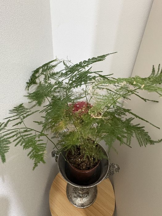 продам аспарагус вместе с кашпо