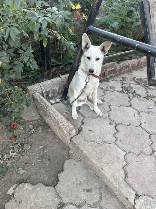 Дворняжка мальчик