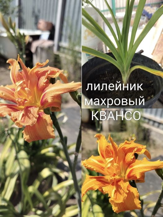 Луковицы лилий и лилейника з сада