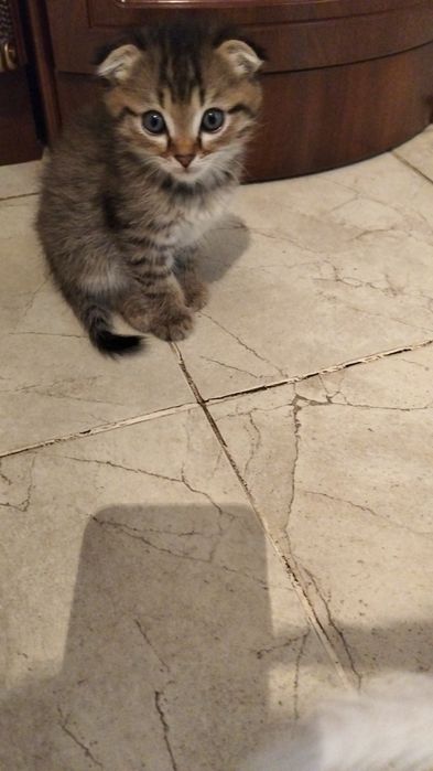 Котята вислоухие британцы