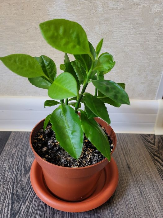 Продам комнатные цветы