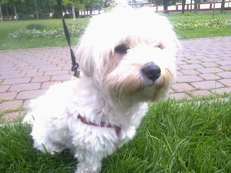 Pet sitter TM/ ingrijire caini si pisici la domiciliu / plimbare caini