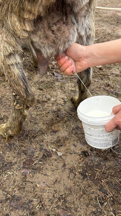 Ешки коза заанен
