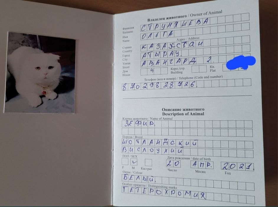 Вязка кот шотландский вислоухий