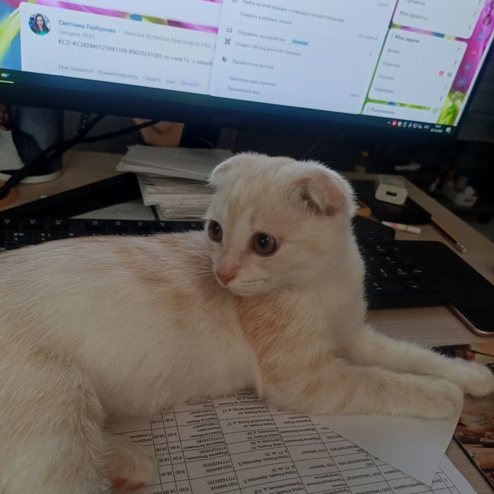 Ищем добрые и руки для котёнка