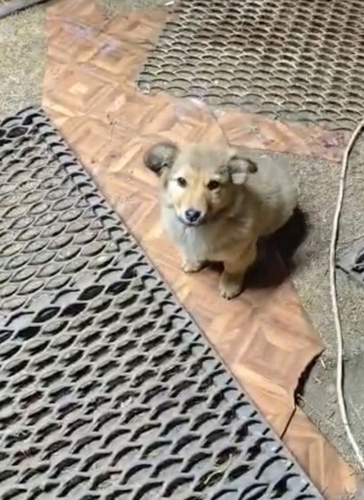 Алматы.Щенки малышки. Будут небольшие. Обе девочки