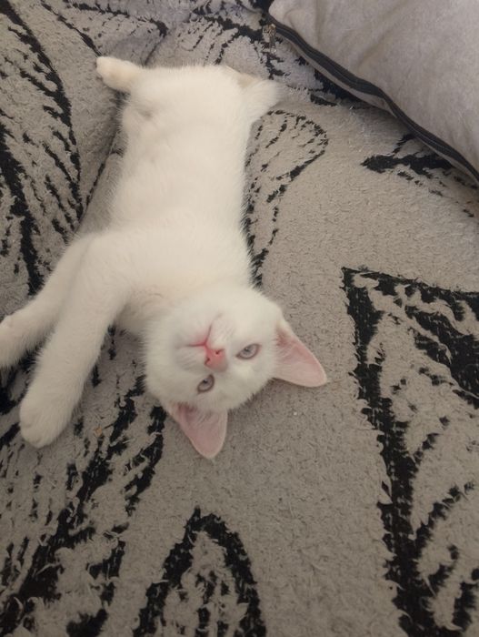 Продаются котята