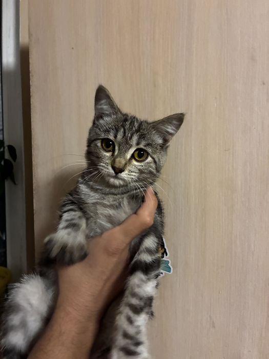 Котенок в добрые руки