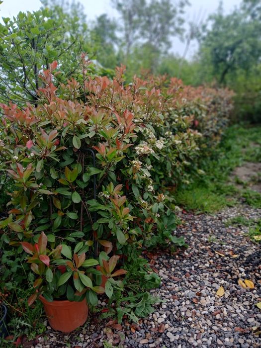 Laur ,photinia ,eunimus