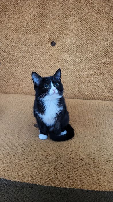 кошечки и котики в добрые руки