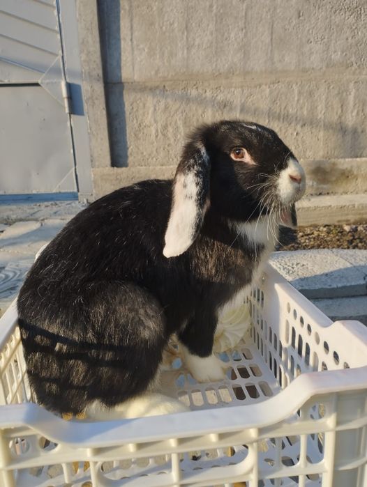 Продам кроликов      .