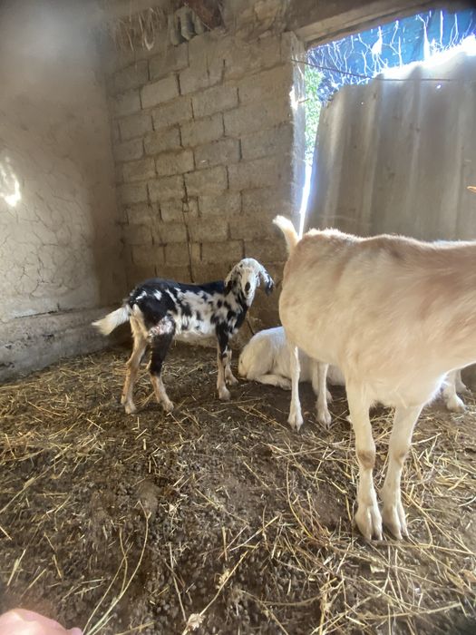 Орыс ешкілері сатылады бірінші тума екі үш айда және туады келісіп бер