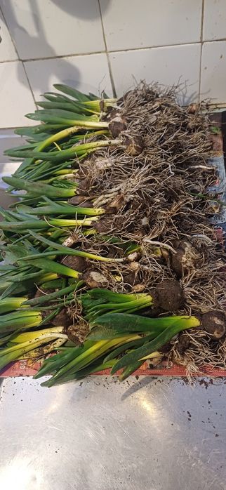 Зюмбюл селски 2лв