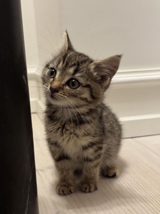 отдам котенка даром!бесплатно!