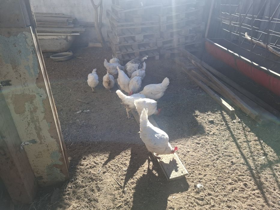 Продам кур домашние и несушки