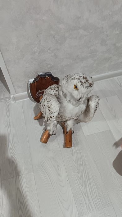 Продам чучела совы