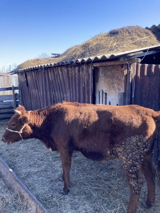 Қашар 1,5 жас Телка 1,5 год ,  Алтын дала