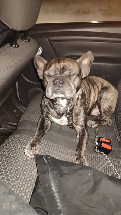 Продам срочно Французский бульдог