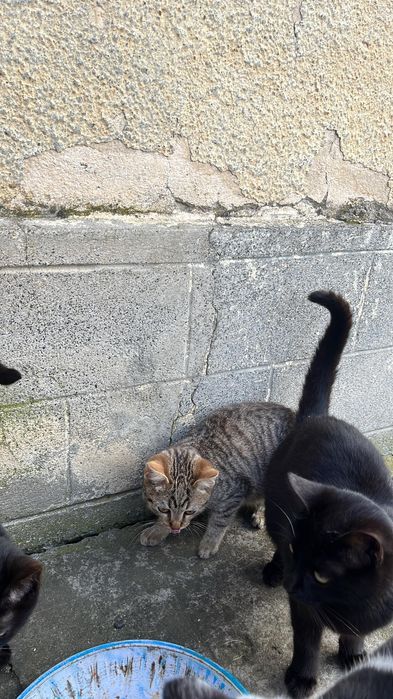 Donez pisici 
Fetite si Băieței. M-ar aj