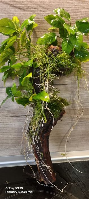 Растения за аквариум и корени