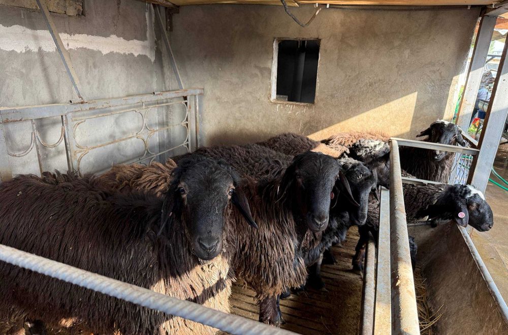 Qo'chqor, Qo'y, Qo'ylar, Кучкор, Куйлар