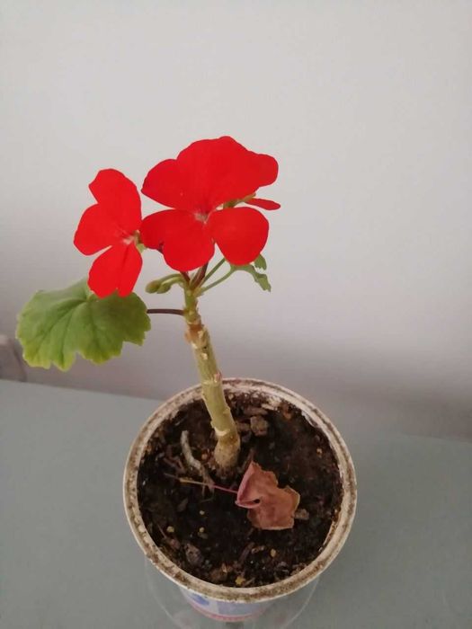 Продаю  юкка,  папоротник нефролепис, герань, смородина душистая