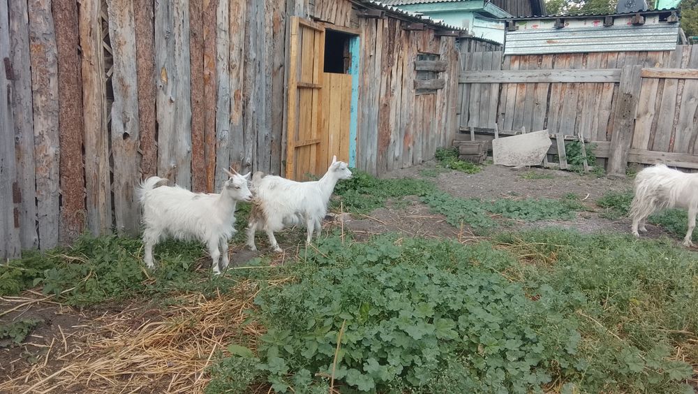 Продам комолых козу и козлят