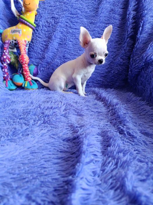 Мини девочка чихуахуа
