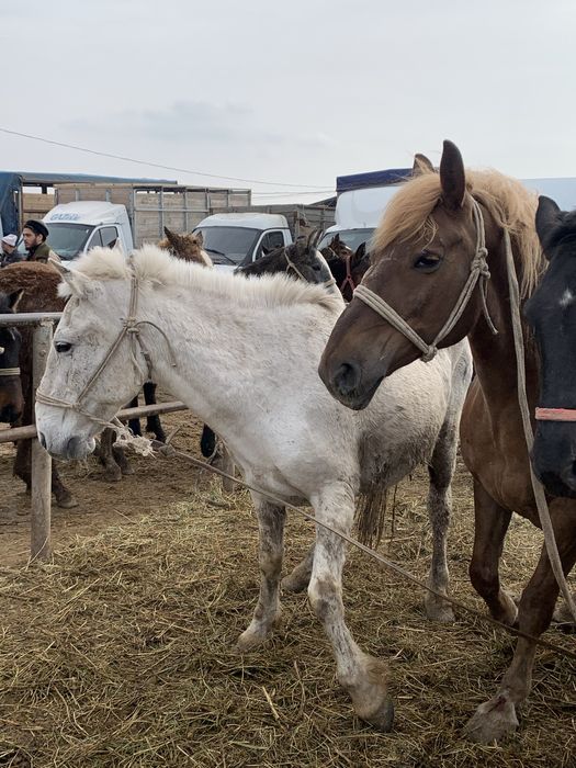 Согым 2800 тг ден килограмы