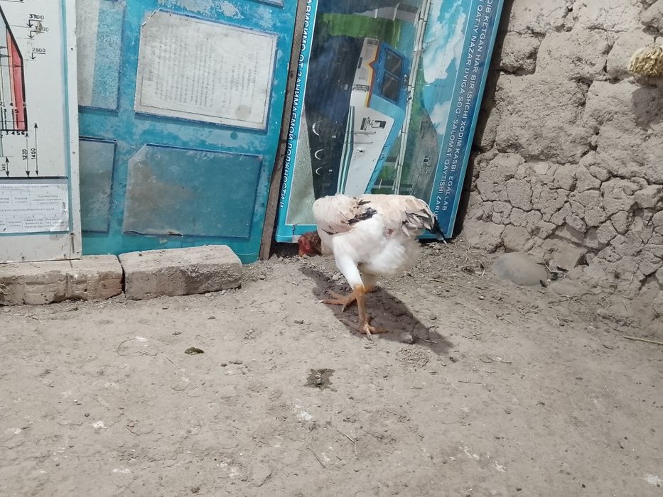 Sotiladi dakan tovuq