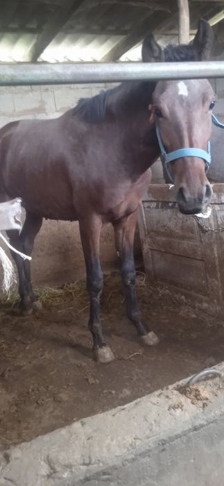 Жеребец жеребец лошади