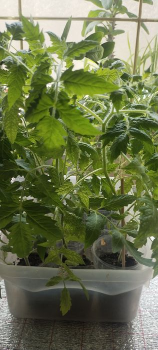 Продам рассаду помидор