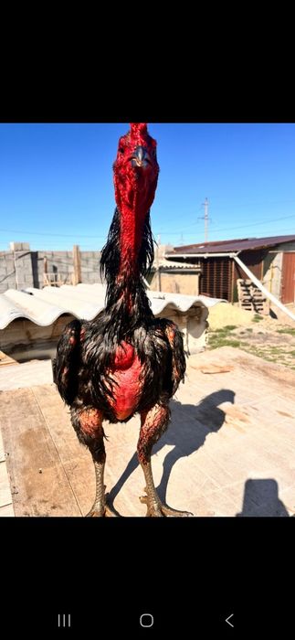 Дакан тайго ветнам микс 50 мың спар бар