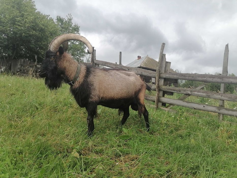 Vând sau schimb tap Alpina Franceză