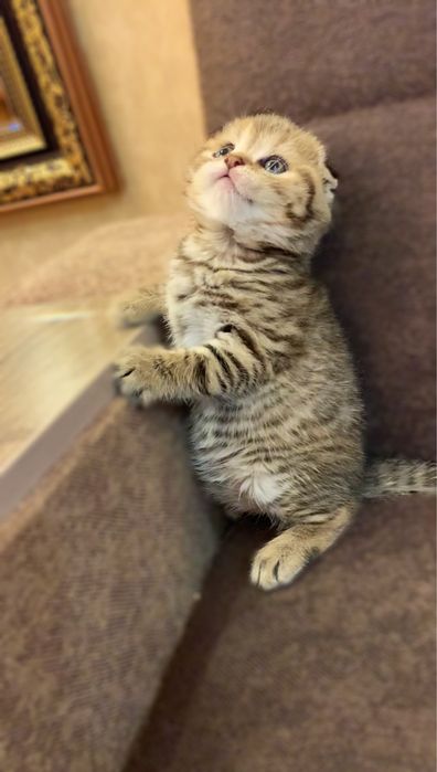 Вязка ! Кот Лео киз мушуклани вязкага таклиф килади