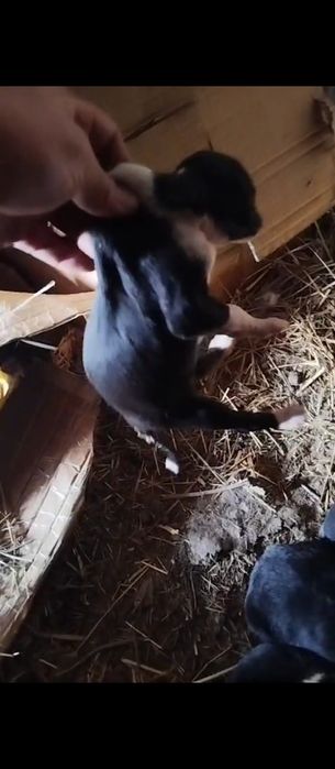 Таза тазы щенок сатылады