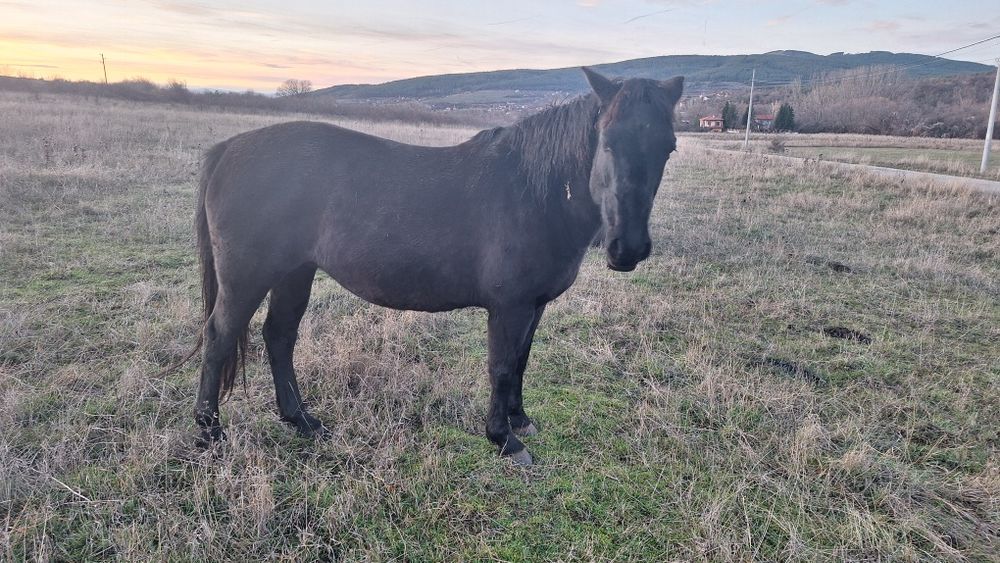 5 годишна кобила