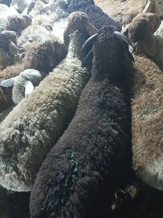 Кой қой, Бараны баран. Баран есть Доставка