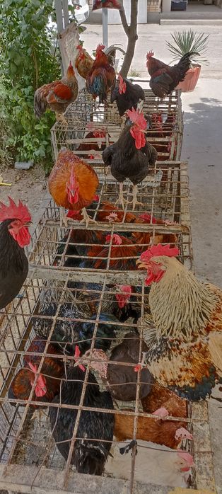 Xoroz tovuq kurka quyon o'rdak g'oz