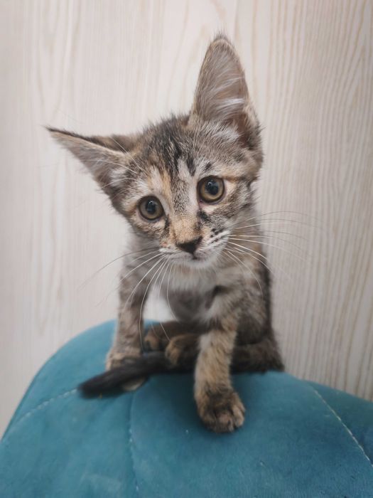 Котенок в добрые руки ненавязчивым остлеживанием судьбы!