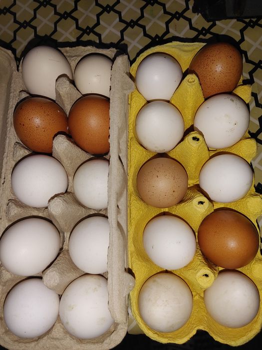 Oua de gaina de tara