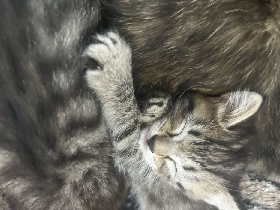Отдам котят даром(бесплатно)