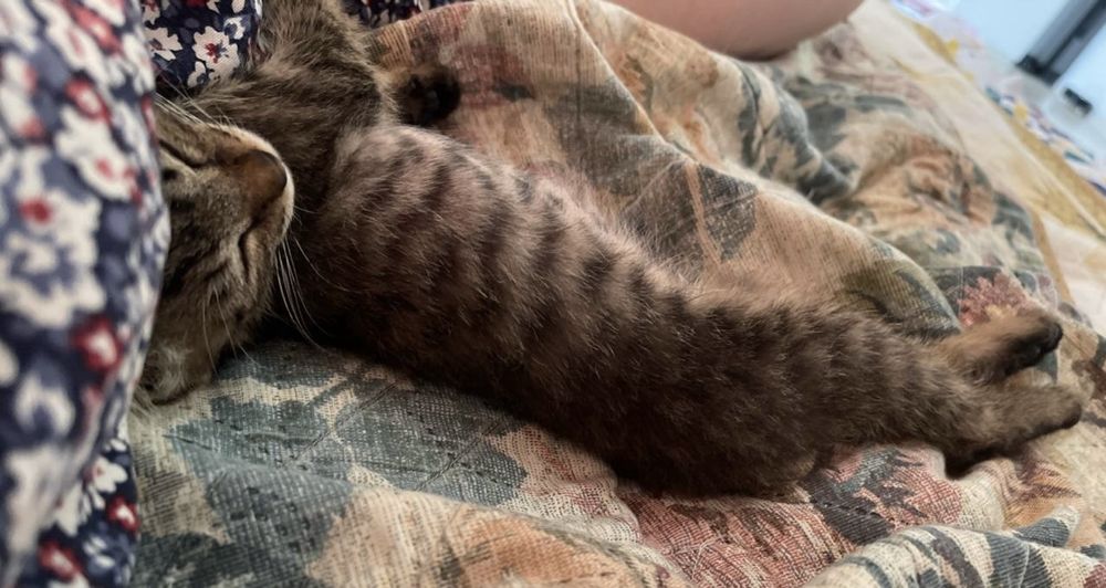 Котенок, 2-3месяца