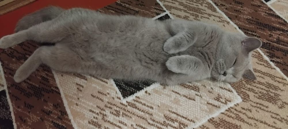 Отдам кошку в  добрые руки