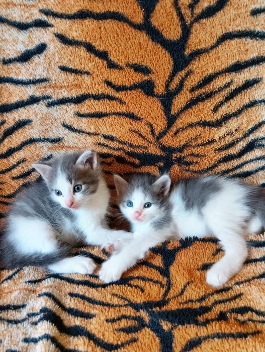 Котята 2 месяца девочка и мальчик